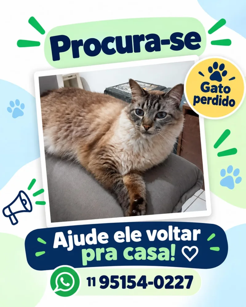Gato - Casmurro
