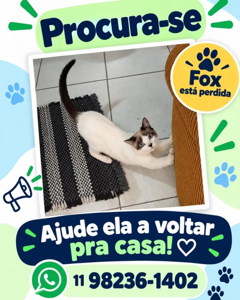 Gata - Fox