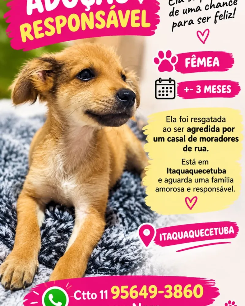 Cachorra