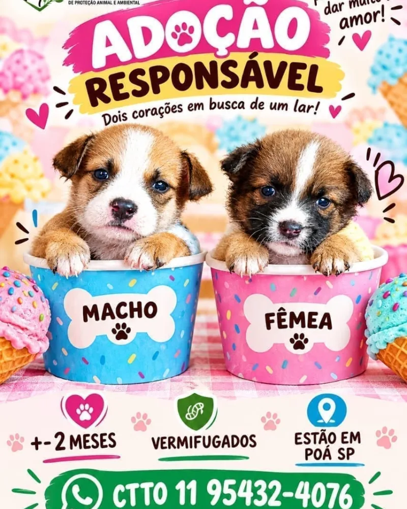 Cachorro
