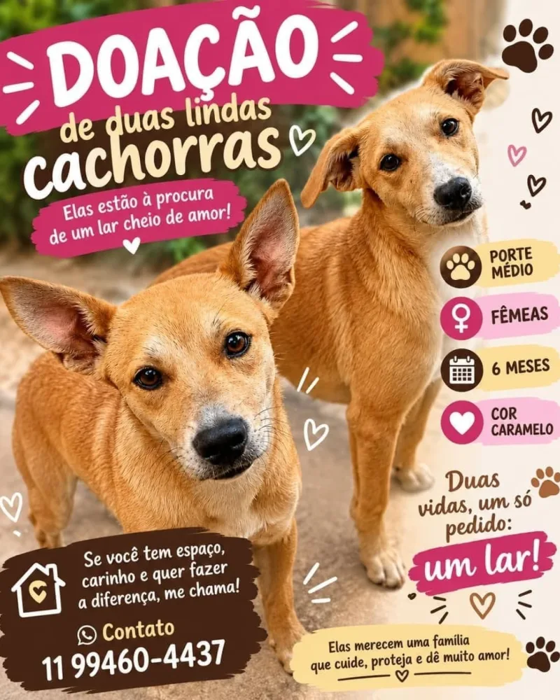 Cachorras
